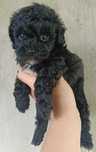 Maltipoo F1 cudny samczyk z Rodowodem/Umową/Wyprawką/Testami