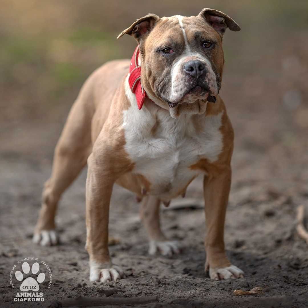 Ruda szuka doświadczonego domu! OTOZ Animals Schronisko Ciapkowo