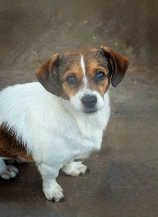 Отдам даром в добрые руки щенков метисы маленькой породы