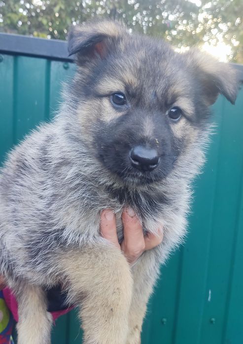 Цуценята німецької вівчарки