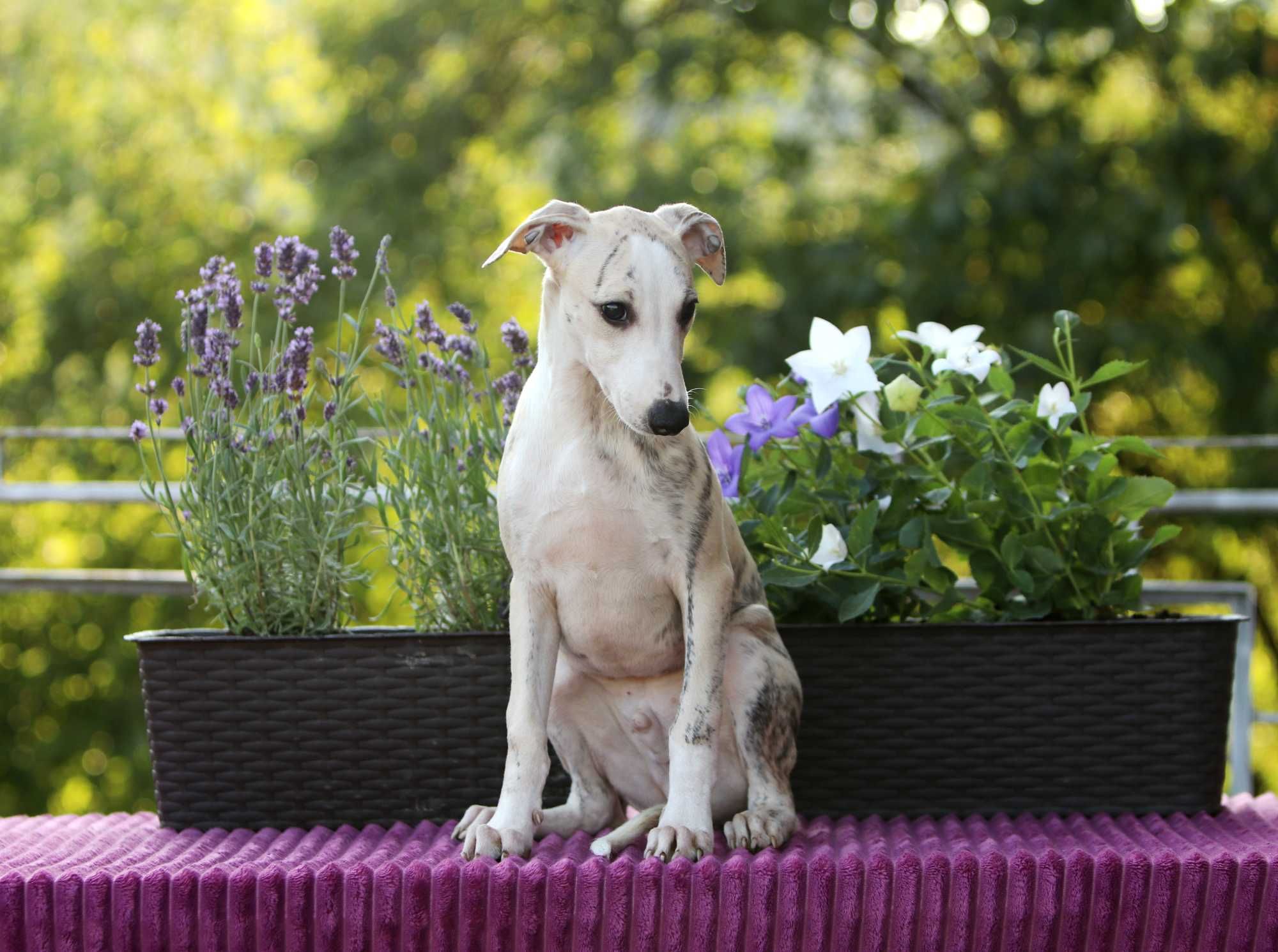 Whippet Chart angielski ZKwP/FCI cudowny piesek RANGER