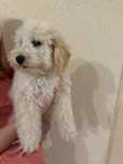 Ostatni pies Bichpoo, Bichon Frise, pudel red