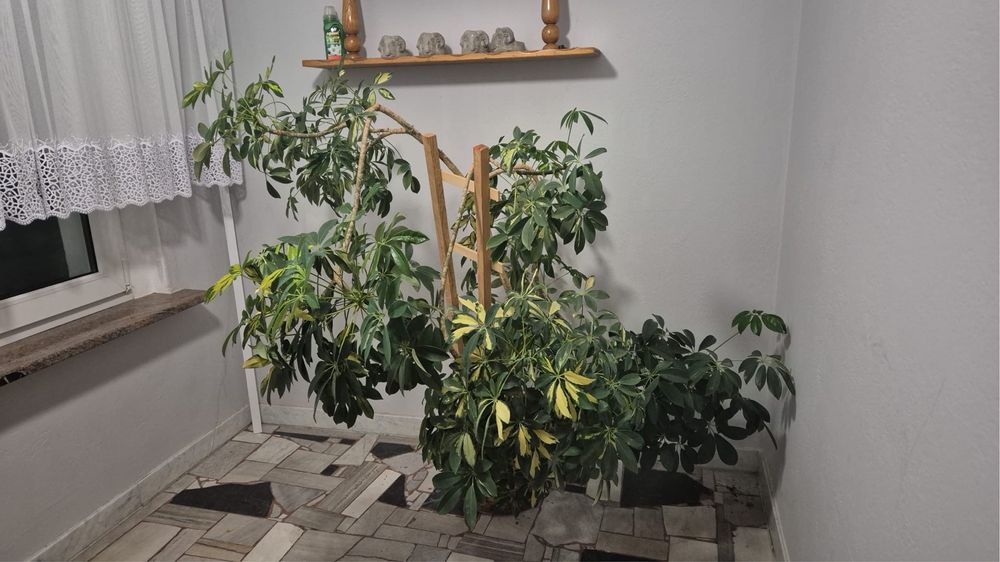 Kwiat w donicy Szaflerka