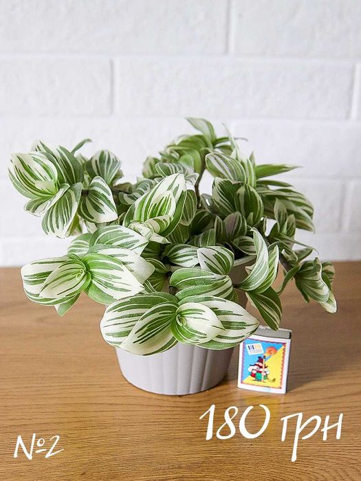 Традесканция Альбифлора Традесканція Альбіфлора Tradescantia albiflora