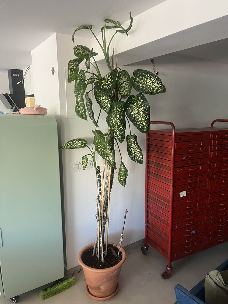 Planta Dieffenbacia “Comigo ninguem pode “