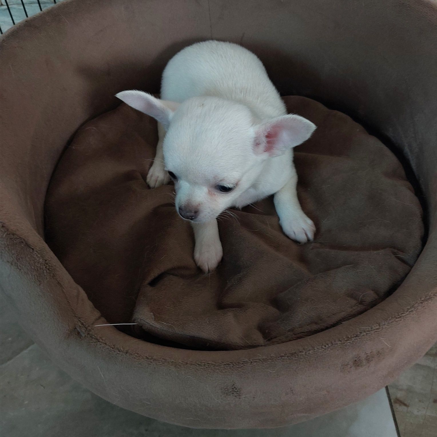 Śliczna suczka chihuahua z rodowodem