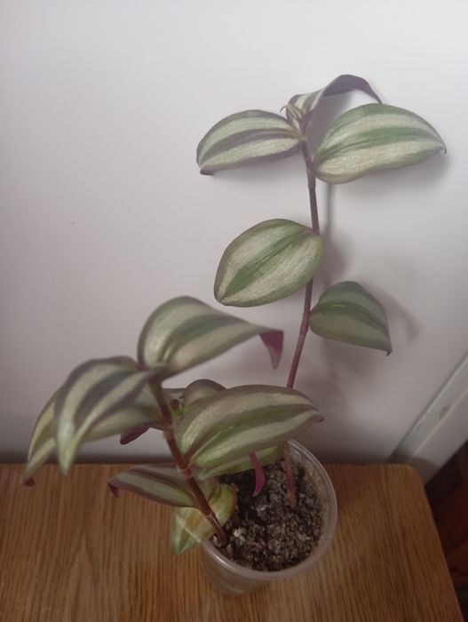 Кімнатні рослини