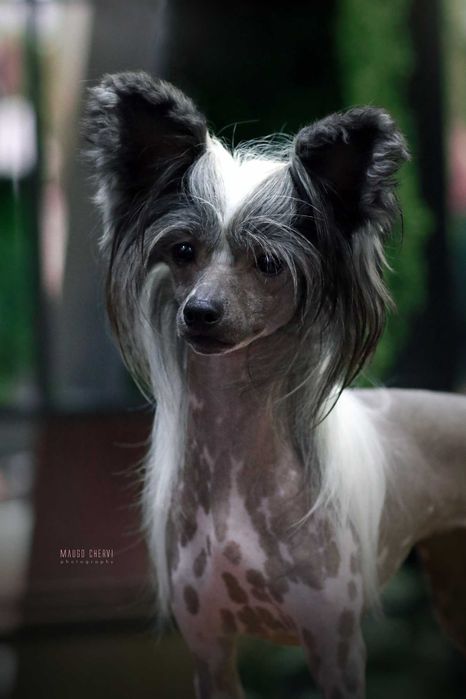 Chiński grzywacz Sasima FCI