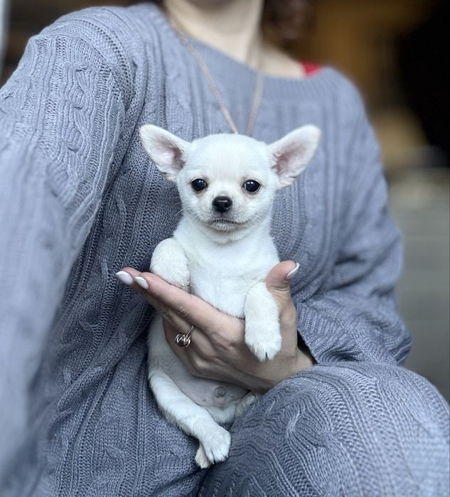 Маленький красень! КСУ