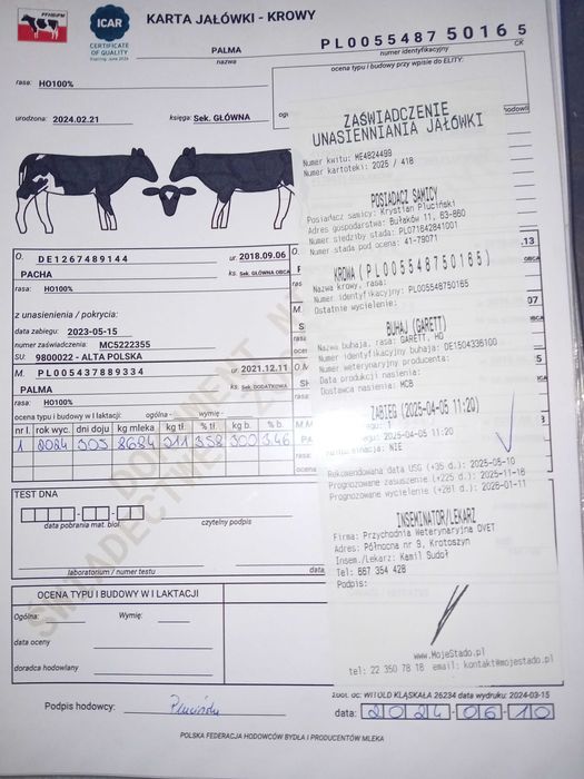 jałówka cielna hodowlana 3 sztuki