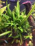 Sprzedam Microsorum