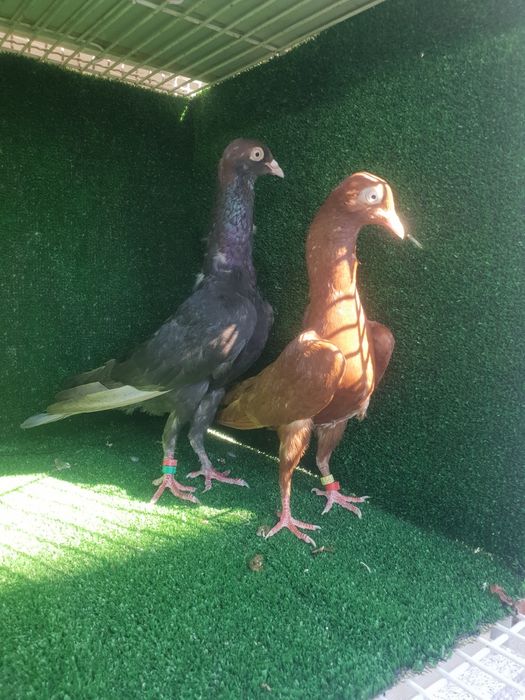 Casal pombos Galinha de Malta