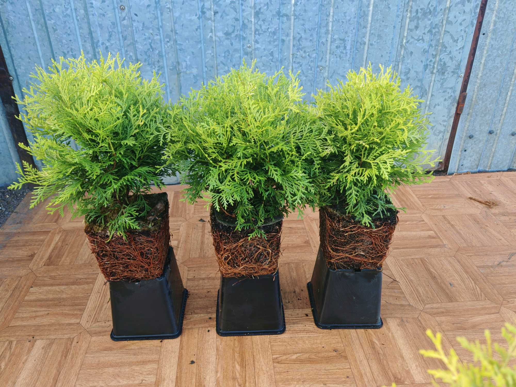 PIĘKNA Złota Thuja Danica Danika Gold Aurea kulka 4 letnia sadzonka