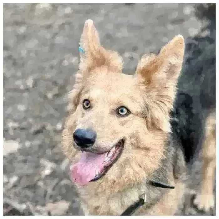 Ириска, молодая активная собака