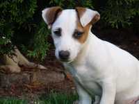 Jack Russell Terrier BOBEREK tylko od Smartie Jacks smooth Jack Russel