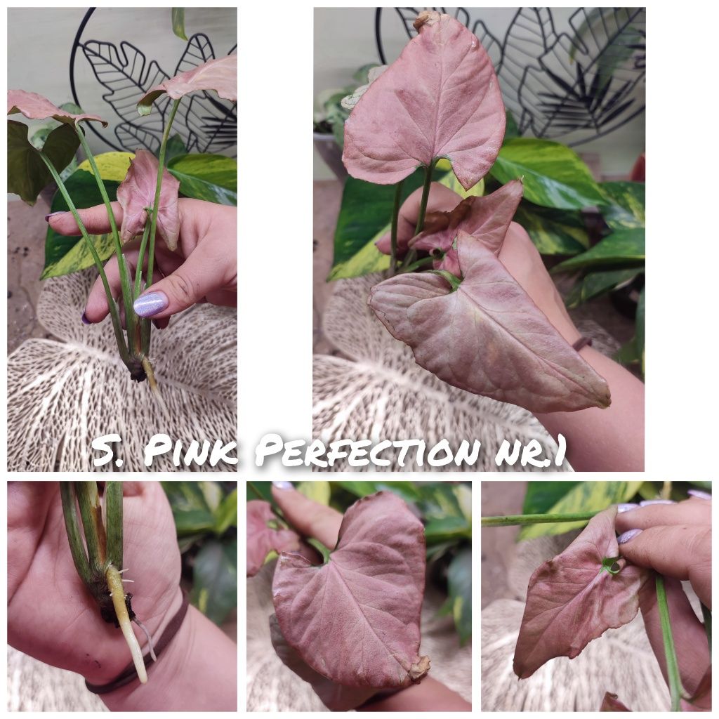 Syngonium Pink Perfection szczyt