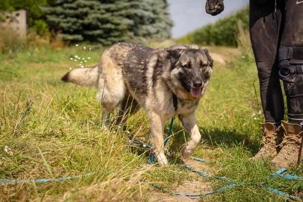 Łagodna delikatna Astra szuka domku