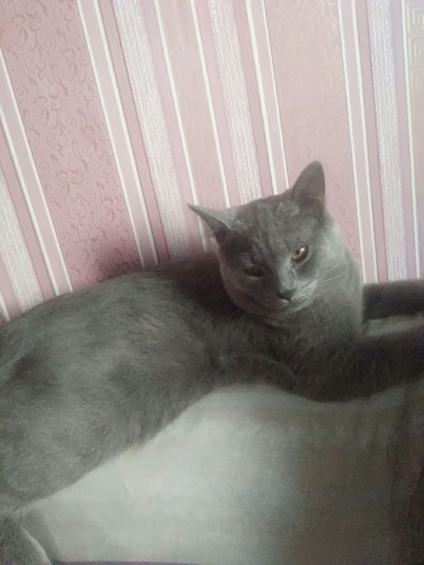 Шукаємо кішечку .