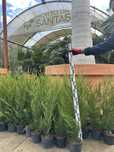 Cupressus Leylandii Vaso 2L - 100CM