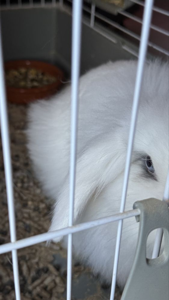 Vendo Coelha anã holandesa com 5 meses, com gaiola NOVA incluida