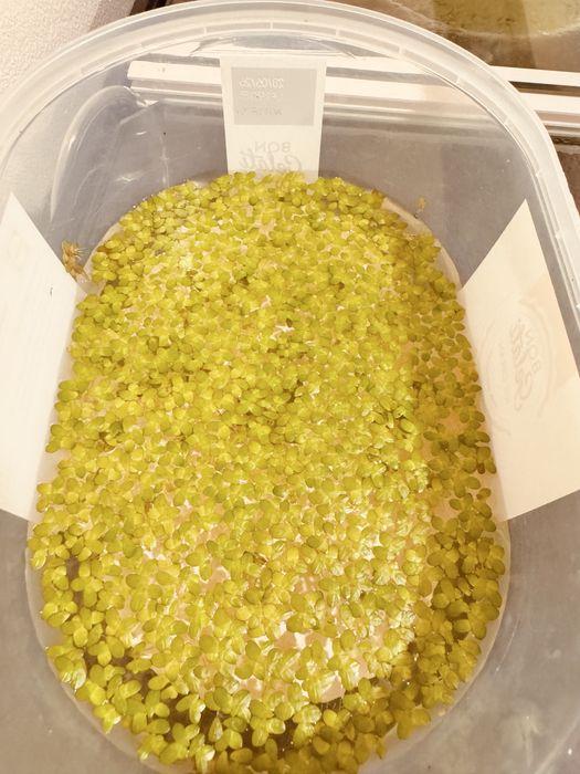 Planta Flutuante Lemna Minor