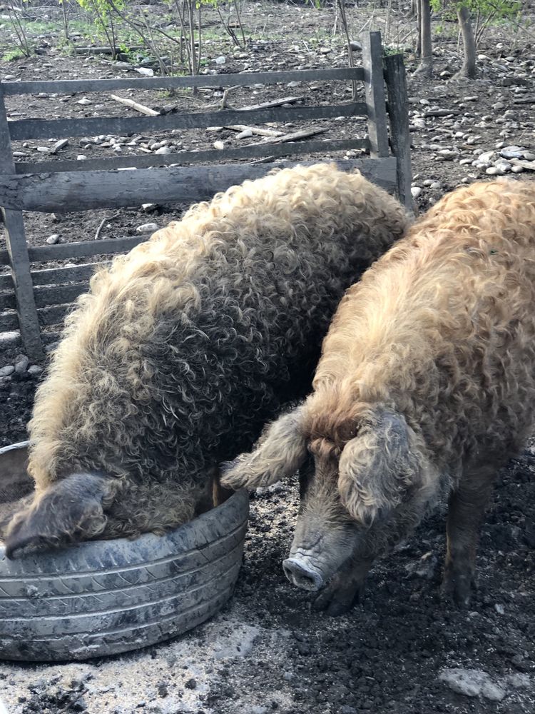 Проддам свині мангалиці