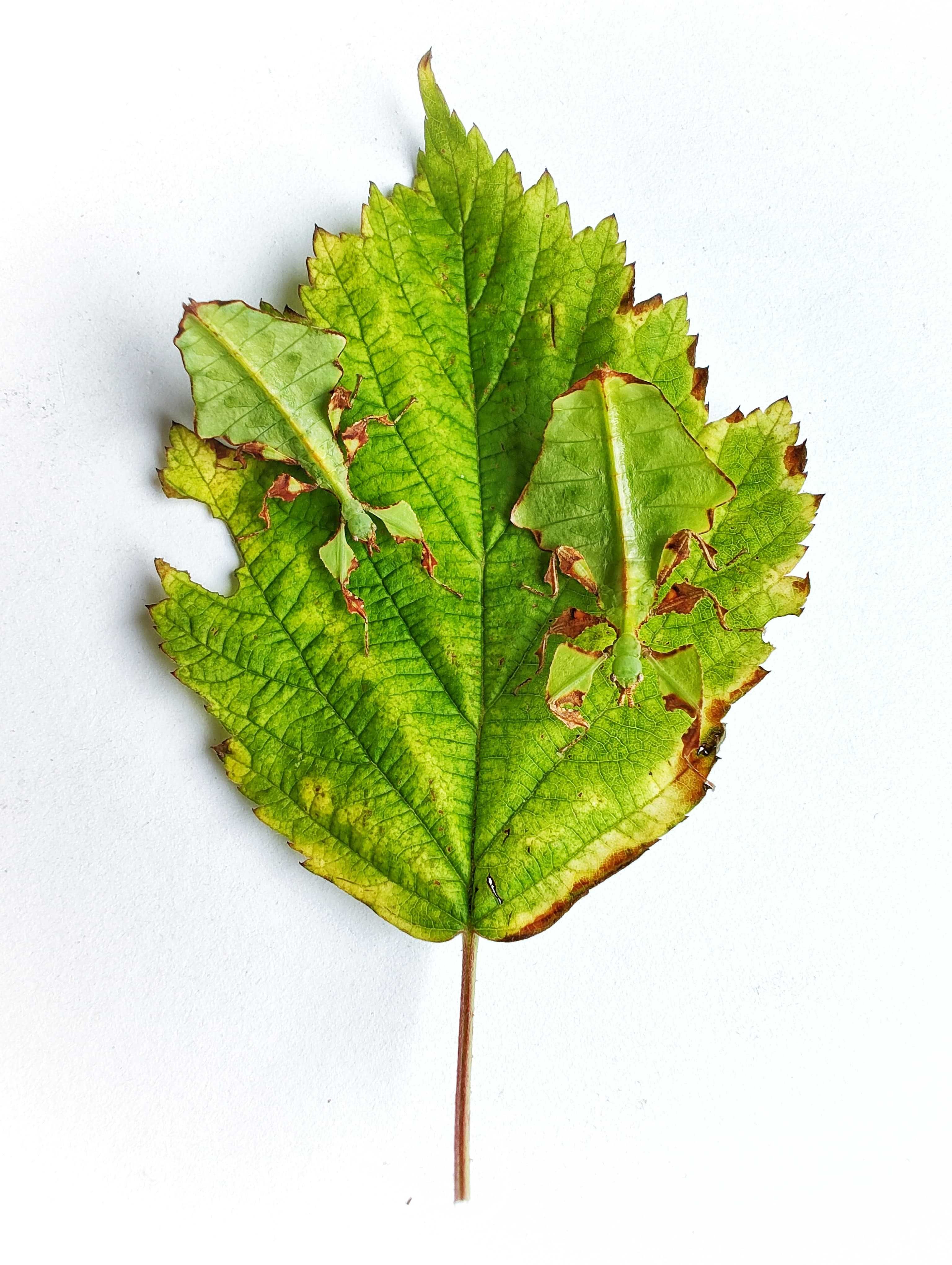 Liściec olbrzymi (Phyllium giganteum) L1-L2