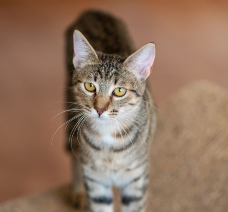 маленький котенок Кардамон, уже 1 год. Котик