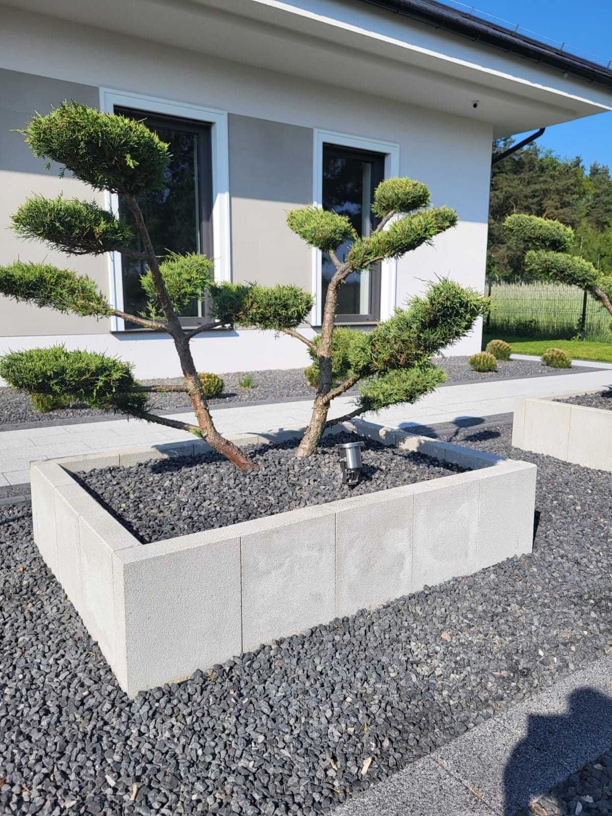 Jałowiec formowany BONSAI