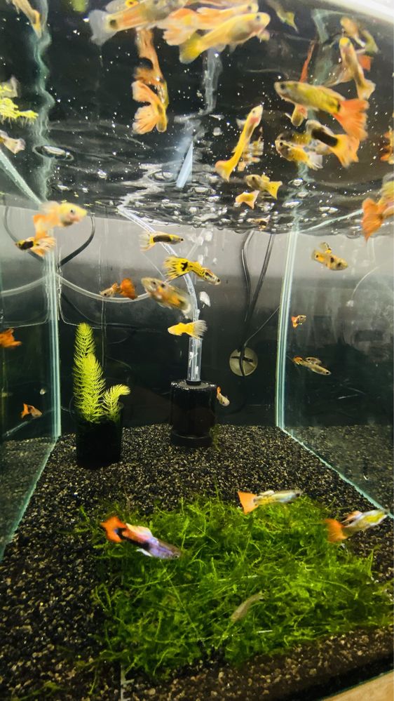 Vendo Guppys e camaroes, criaçao propria