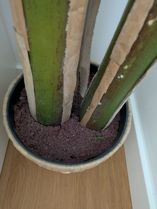 Bananeira Falsa 2.7m
