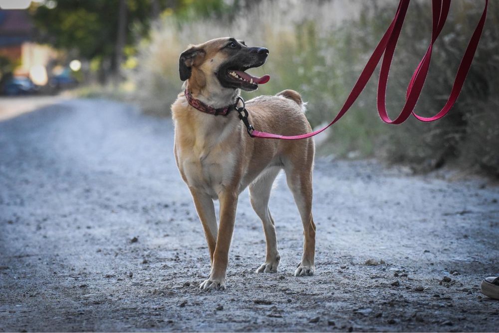 Masza czeka na swój dom