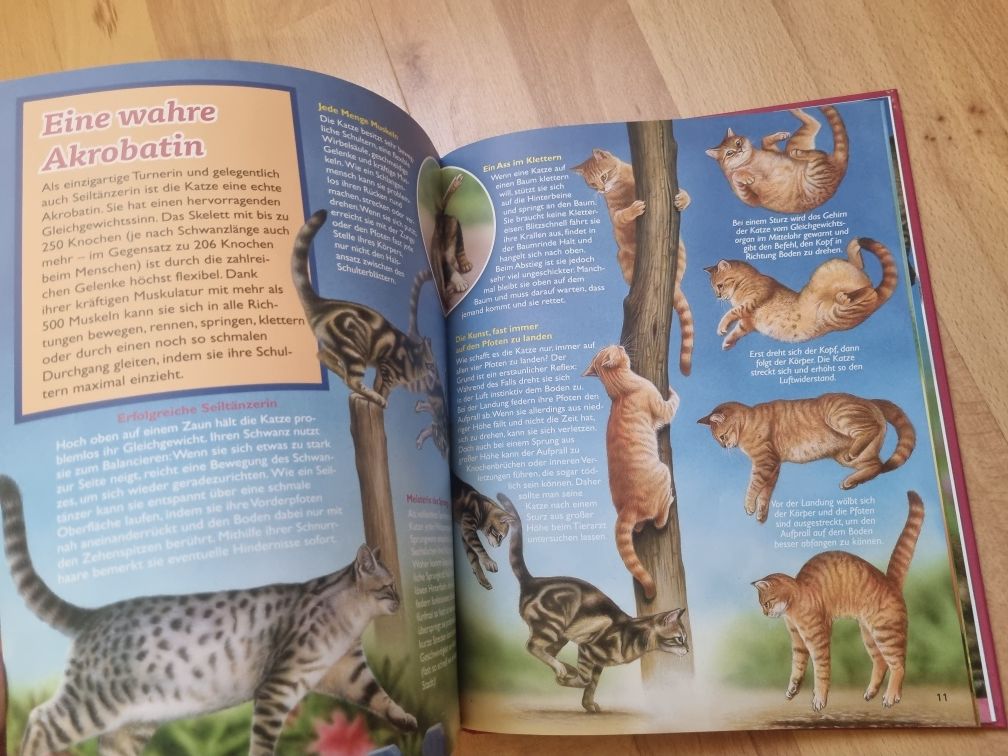 Книга про котов на немецком