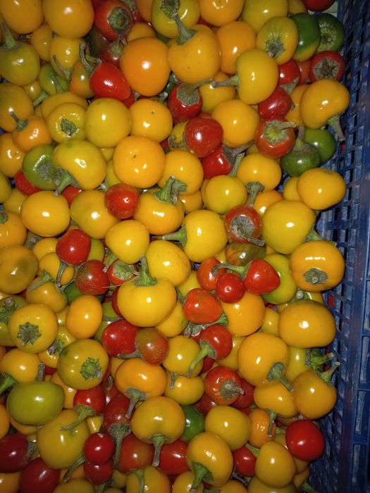 Насіння перцю/фарширований фетою перчик