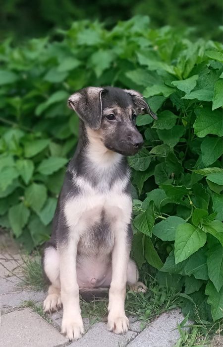 Szczeniak Oreo szuka domku