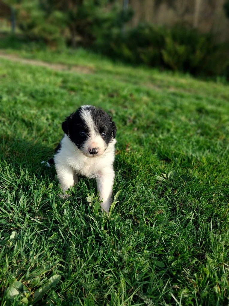 Szczeniak Border collie