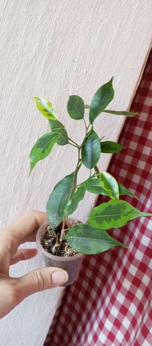 Фикусы - Амстел Кинг, Регидан