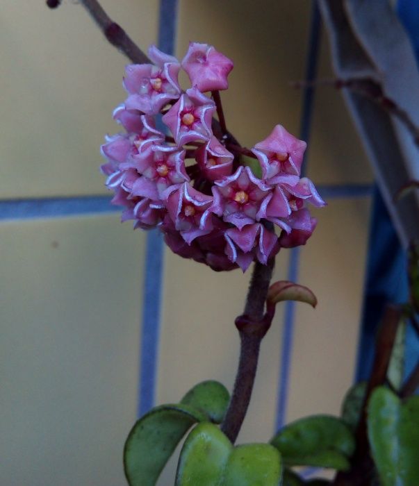 Hoya lilas planta