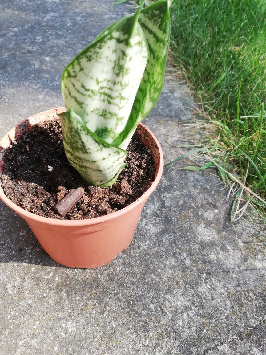 Kwiat domowy z doniczką - sansevieria