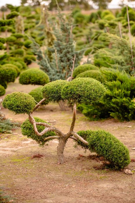 Bonsai - Jałowce strzyżone Bonsai