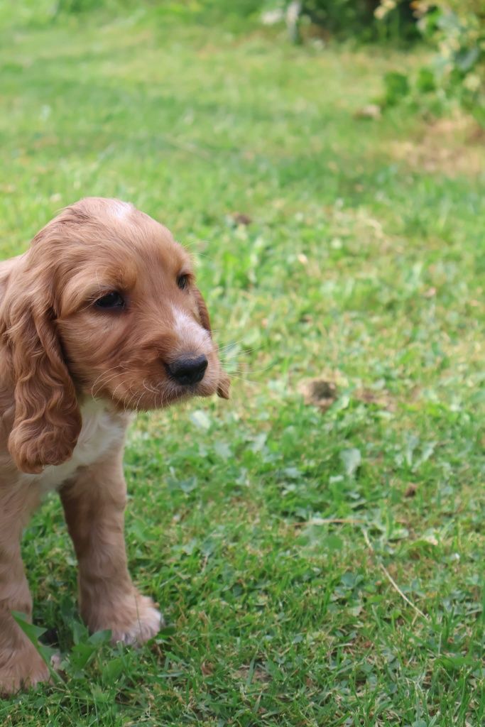 Cockiel Spaniel Angielski gotowy do odbioru