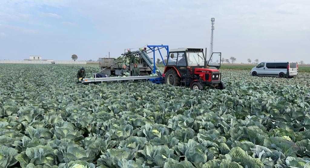 Taśmociąg, przenośnik, sortownik do kapusty i innych warzyw