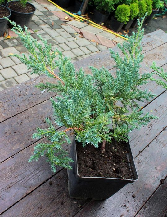 Туї, саджанці  (Туя Смарагд, Даніка,  Колоновидна), ялівець, самшит