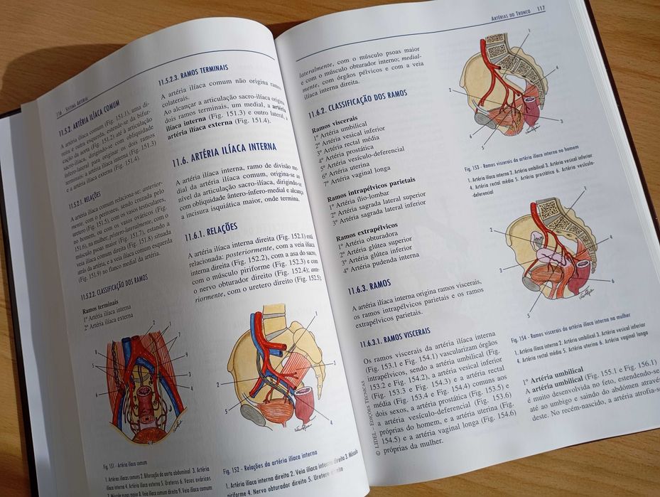 Anatomia coração e vasos