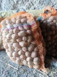 Ziemniaki bellarosa, sadzeniak