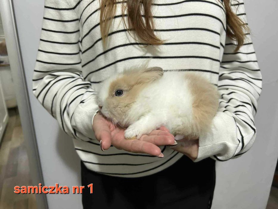 Królik miniaturka teddy śliczne okazja