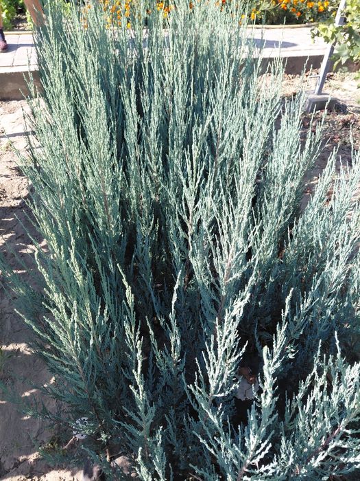 Саджанці ялівець Блю Ерроу, саженцы можжевельник Блю Ерроу, Blue Arrow