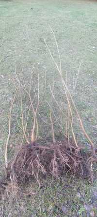 Sadzonki drzewka lipy lipa klon ałycza robinia akacja brzoskwinia dąb