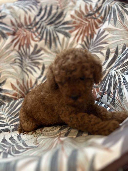 Девочка пудель ред браун .