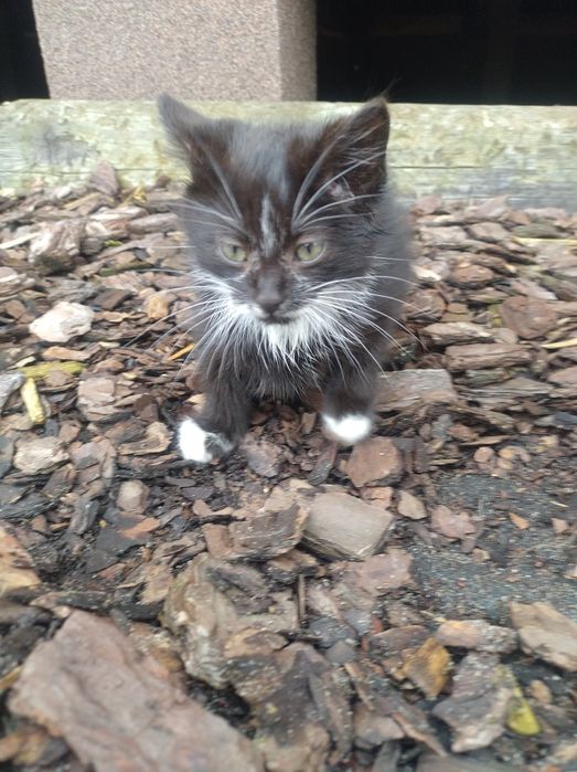 Kotki 3 miesięczne do oddania